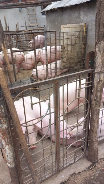 Vand porci sanatosi, crescuti natural!