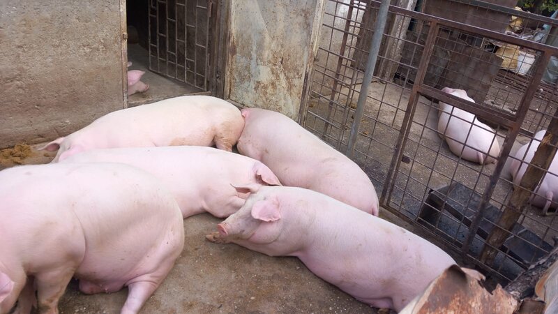 Vand porci sanatosi, crescuti natural!
