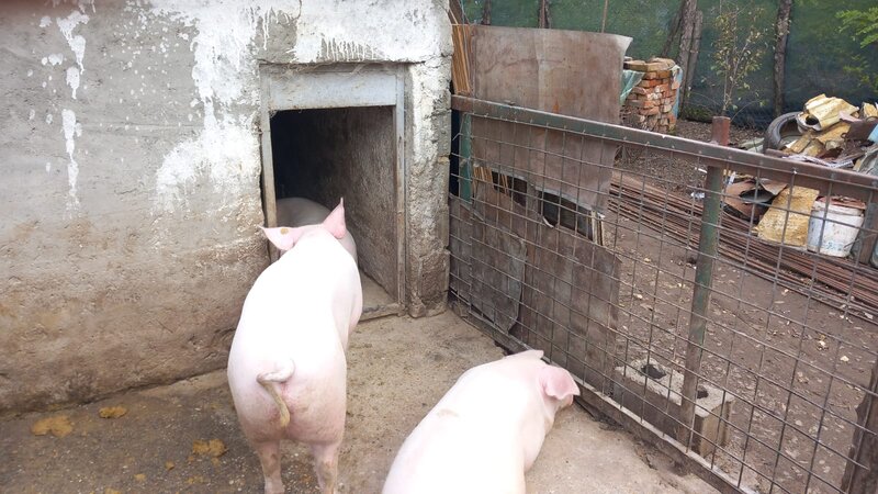 Vand porci sanatosi, crescuti natural!