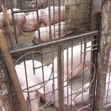 Vand porci sanatosi, crescuti natural!